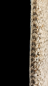Preview: PERUGIA BEIGE BRAUN MELIERT